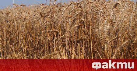 В момента състоянието на пшеницата в България е относително добро