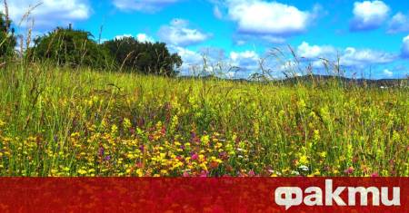 Времето в България ще предложи класическа лятна динамика По голямата