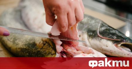България не е сред нотифицираните страни за консервираната риба тон