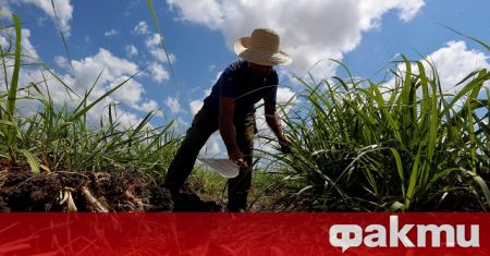 Производството на захар в Куба през 2021 2022 г е намаляло