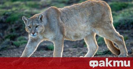 Близо 35 килограмова пума предизвика сериозно напрежение в един от