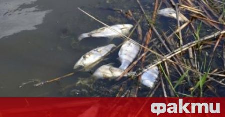 Екоинспекцията търси източника на замърсяване предизвикало масовото измиране на рибата