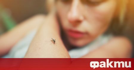 Хващането на комар не винаги е лесно Можете да чуете