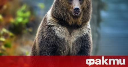 Мечка е заснета да се разхожда по улица в Доспат