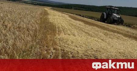 След екстремните студове през април добивите от жътвата в Югоизточна