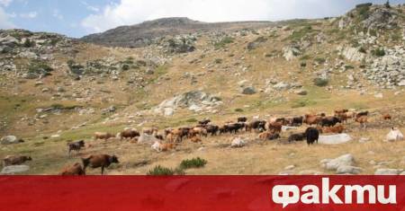 Разследват смъртта на крава в Кърджалийско съобщиха от полицията Мъж