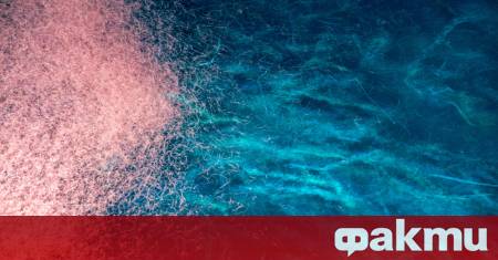 Учени откриха гигантски вирус който заразява морския планктон с най