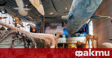 Учени от Института по геология и палеонтология в Нанкин откриха