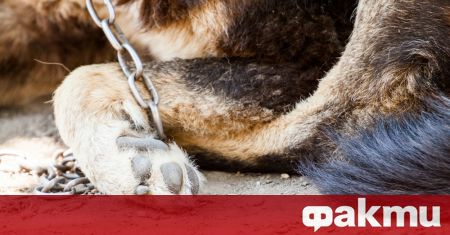 Нов случай на жестокост към животни Оковано куче е държано