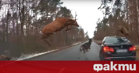 В Полша се случи необичаен инцидент на горски път близо