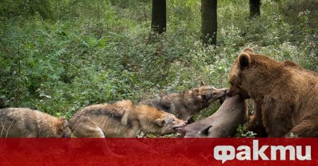 Конкуренция за храна и бърлоги съществуват между вълци и мечки