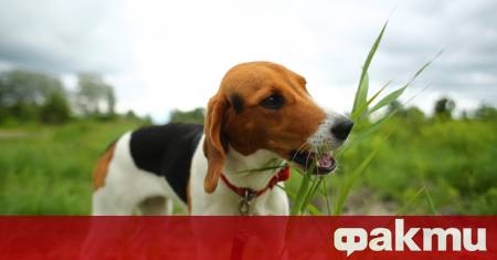 Вероятно сте забелязвали че кучето или котката ви понякога похапват