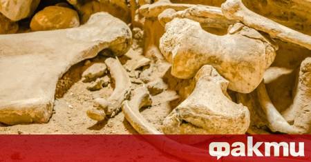 Вкаменели животински прешлени от Музея на Севера в Аляска които