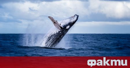 Най малко 13 кита са открити мъртви по крайбрежието на Аржентинска