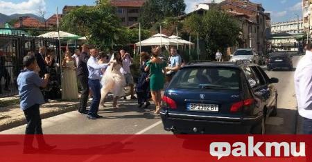 Сватбари затвориха централна улица във Враца, предава репортер на агенция