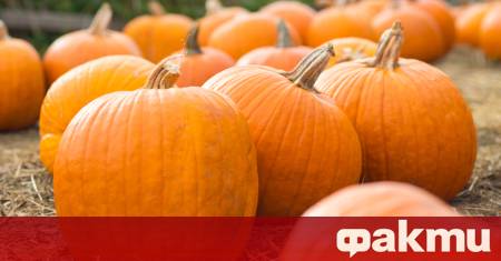 Всеки октомври тиквата неизменно заема централно място — превръща се