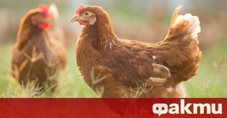 Европа преживява най-тежката си епидемия от птичи грип според изследователски