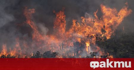 Пожарът в иглолистната гора между пазарджишките села Лесичово и Калугерово