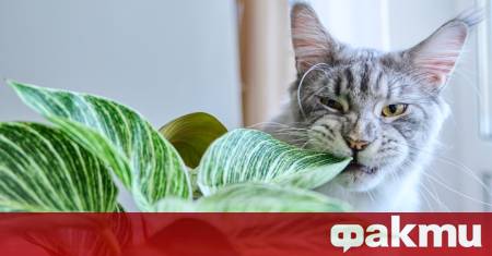 Много семейства обичат да създават уют с помощта на стайни