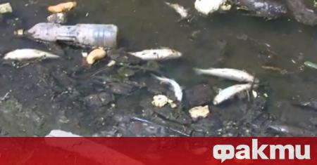 Тонове пластмаса и умряла риба в района на река Места