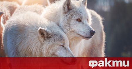 Китайски учени клонираха за първи път в света арктически вълк