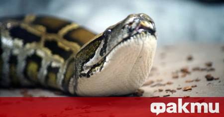 Археолози откриха гигантски прешлен на питон в Тайван датиращ отпреди