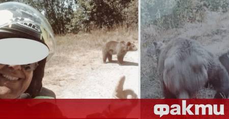 Мотоциклетист е бил наранен до смърт от мечка в румънските