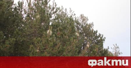 Над 80 хиляди дръвчета има в новата гора на София