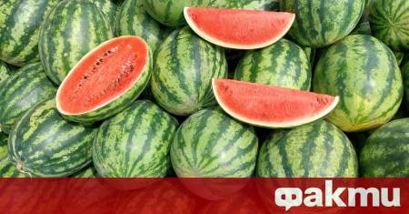 Сладката диня не е въпрос на късмет а на няколко