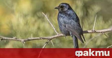 Пустинята Калахари разположена в Южна Африка е едно от най