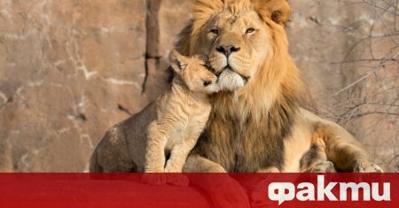 Лъв обитаващ зоологическа градина в Нидерландия е бил подложен на