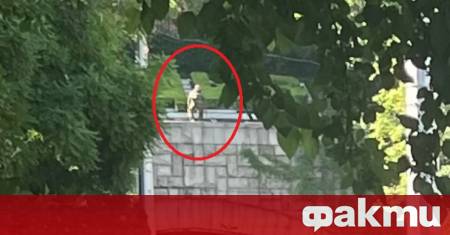 Постъпил е сигнал от служители на Общинска охрана че от