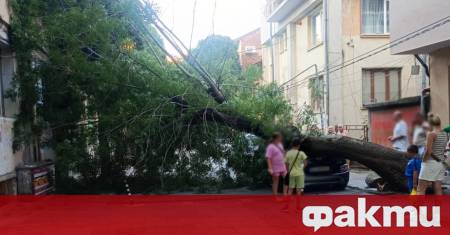 Голямо дърво падна върху лека автомобил в центъра на Благоевград