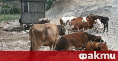 Националният съюз на говедовъдите в България изпрати до Министерството на
