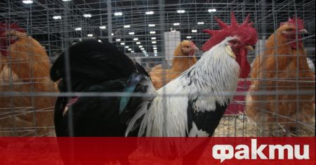 Огнище на птичи грип е открито в обект с близо