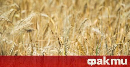 Състоянието на зърнените култури в област Добрич е тревожно заради