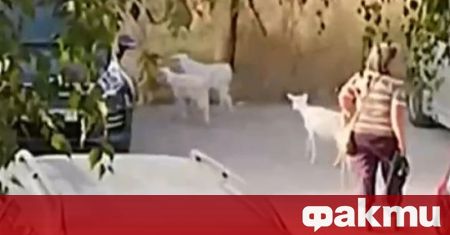 Кози атакуват коли на паркинг Стадото рогати животни нанася щети