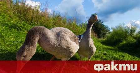Британец, осиновил две домашни гъски в края на катантината, наложена