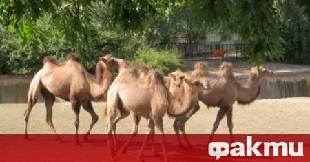 Четири двугърби камили пристигнаха в зоопарка в София от зоологическата