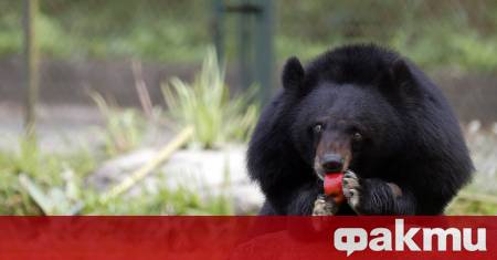 Японската армия беше изпратена в северната планинска част на страната