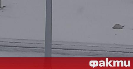 Читател на ФАКТИ съобщи че сняг е покрил Република Алтай