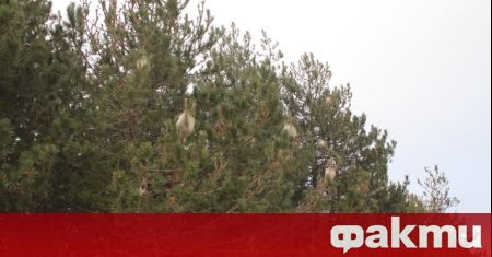 Регионалната дирекция по горите във Велико Търново изпитва остър недостиг