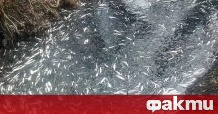 Мъртва риба изплува в язовир Ивайловград край селата Бориславци и