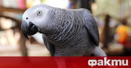 Сивите африкански папагали са известни със завидните си умения да