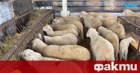 Тревожна тенденция се отчита у нас свързана с традиционния български