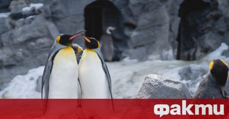 Пингвини и видри в японски аквариум отказват да ядат по-евтината