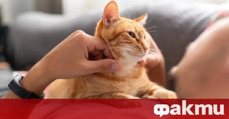 Котките развиват деменция и подобно на хората страдат от болестта