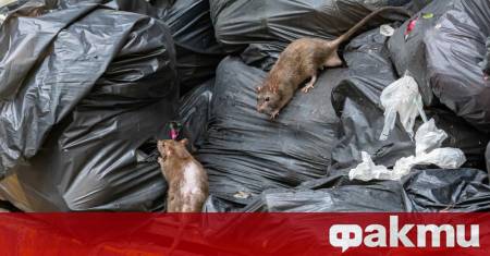 Късно през миналата седмица в британското градче Норманби в рамките