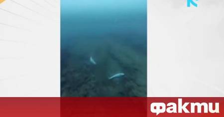 Сигнал за мъртви малки делфини в морето край Приморско разтревожи