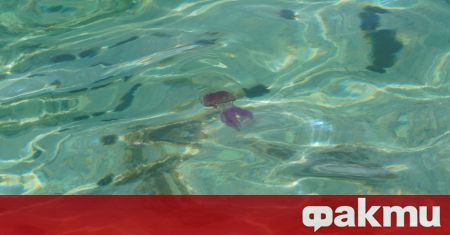 Изключително неприятната лилава медуза Pelagia noctiluca която се размножава с
